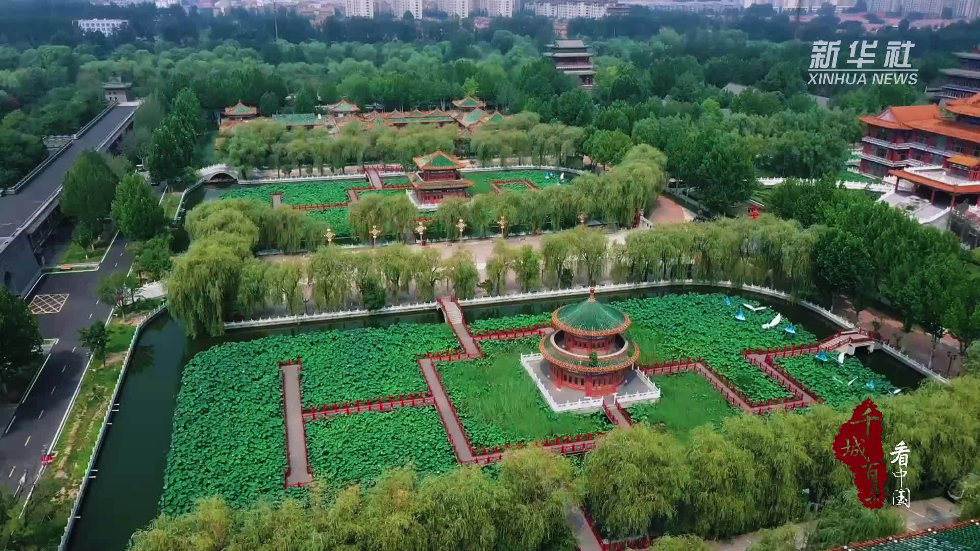 千城百县看中国｜河北香河：朵朵荷花开 夏意满塘来