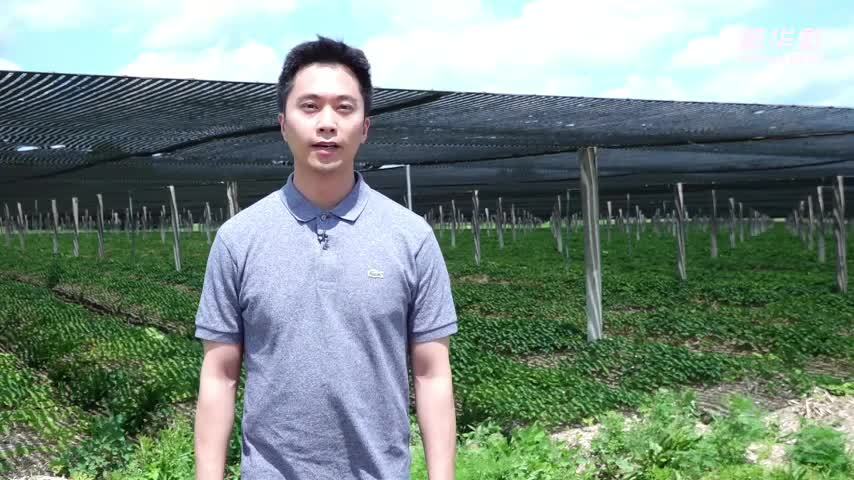 美国花旗参农的关税烦恼