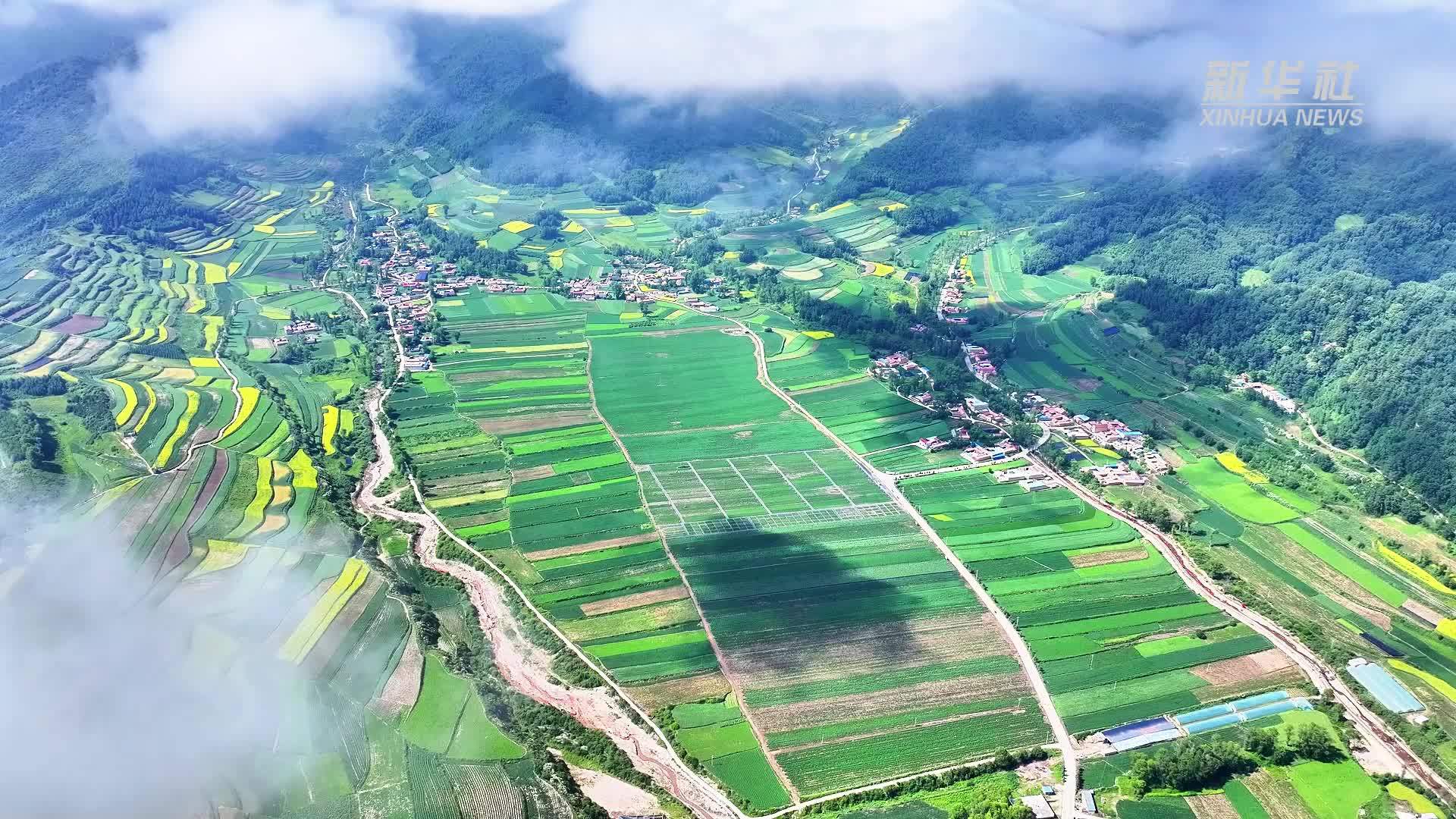 甘肃渭源：马铃薯田绿意盎然长势正盛