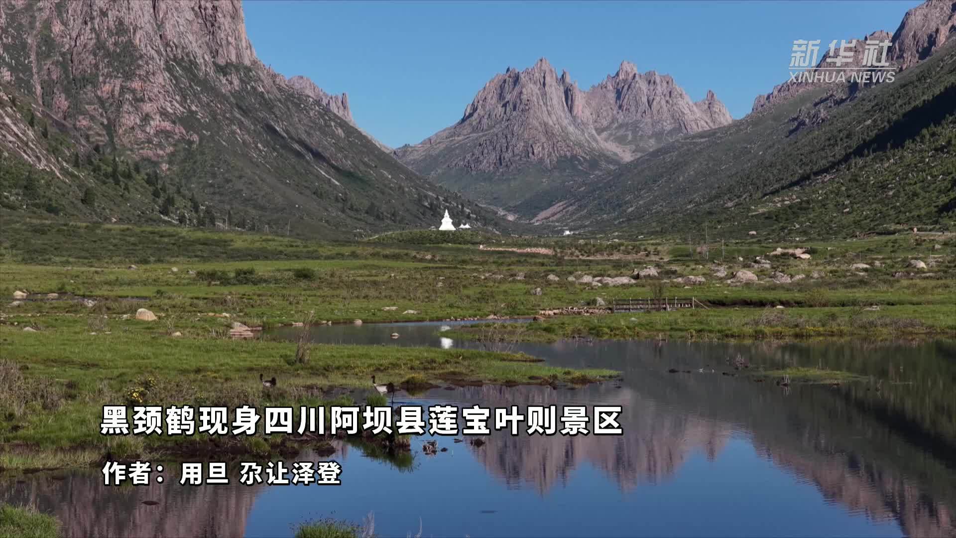 黑颈鹤现身四川阿坝县莲宝叶则景区