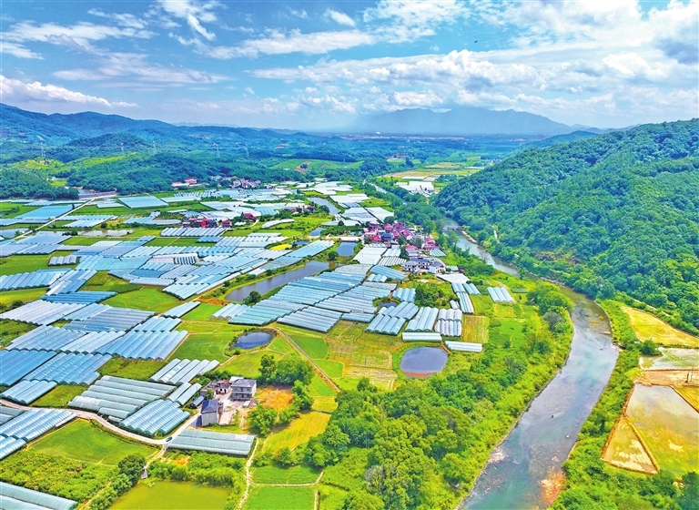 德安县：农业大棚鼓起村民“钱袋子”（图）