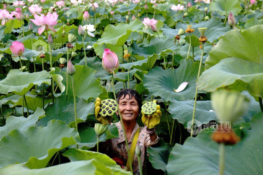 采莲正当时（图）