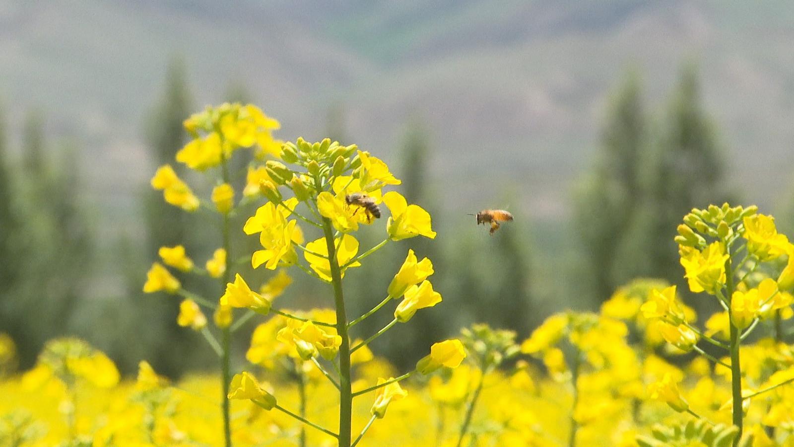 永昌油菜花海“醉”美绽放　金色画卷引客来