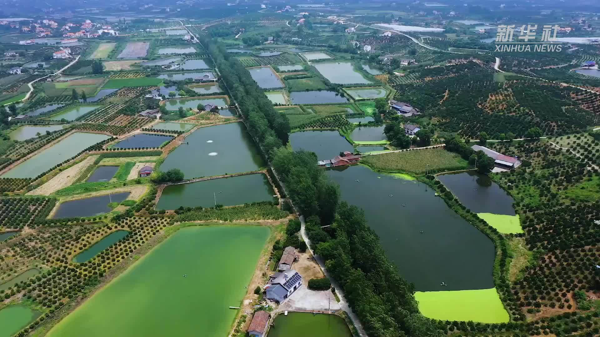 湖北：保灌溉 送清凉 高温里的民生守护