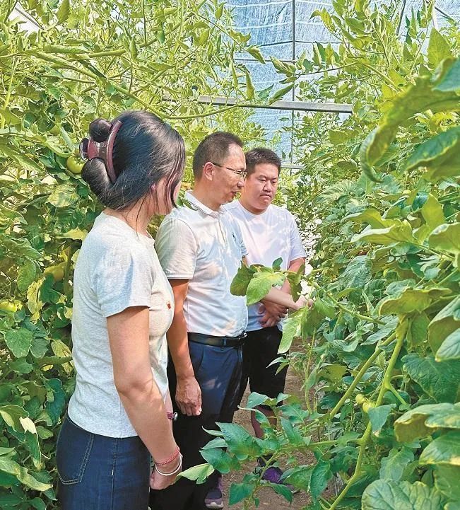6月30日，在西北农林科技大学泾阳蔬菜试验示范站，西北农林科技大学研究员马建祥（中）带领学生进行番茄相关病害研究（资料照片）。