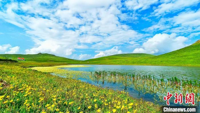夏日，宕昌草原绿草连天。宕昌县委宣传部供图