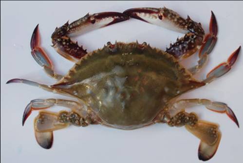 (莱州梭子蟹·三疣梭子蟹 图源莱州市人民政府官网)