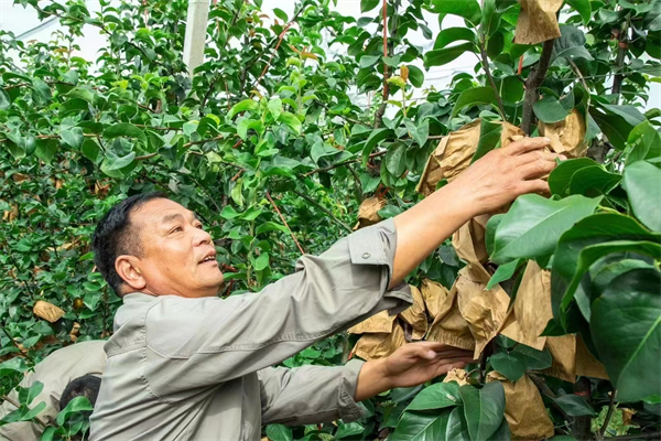 游客采摘秋月梨