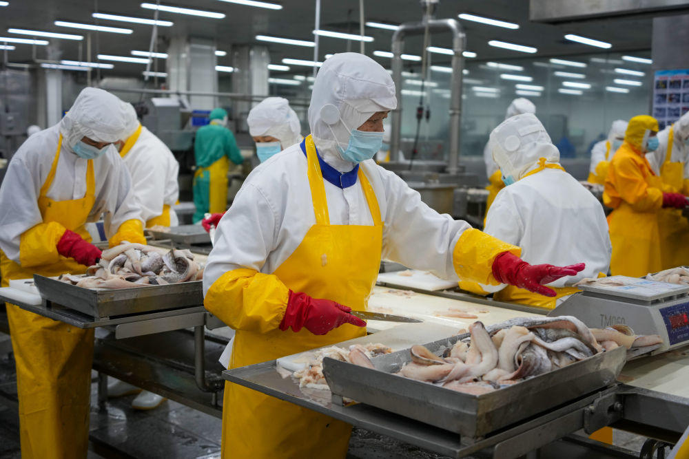 工作人员在荣成泰祥食品股份有限公司生产车间加工鳕鱼(2025年5月28日摄)。新华社记者 徐速绘 摄