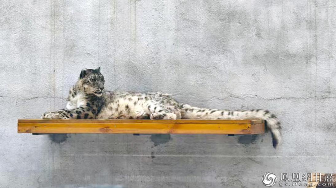 雪山之王雪豹的惬意时刻依然难掩霸气