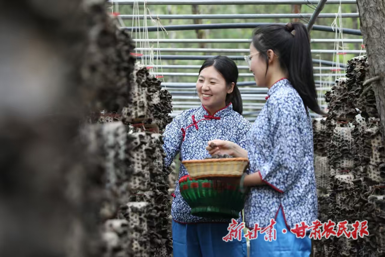 采摘木耳（资料图）
