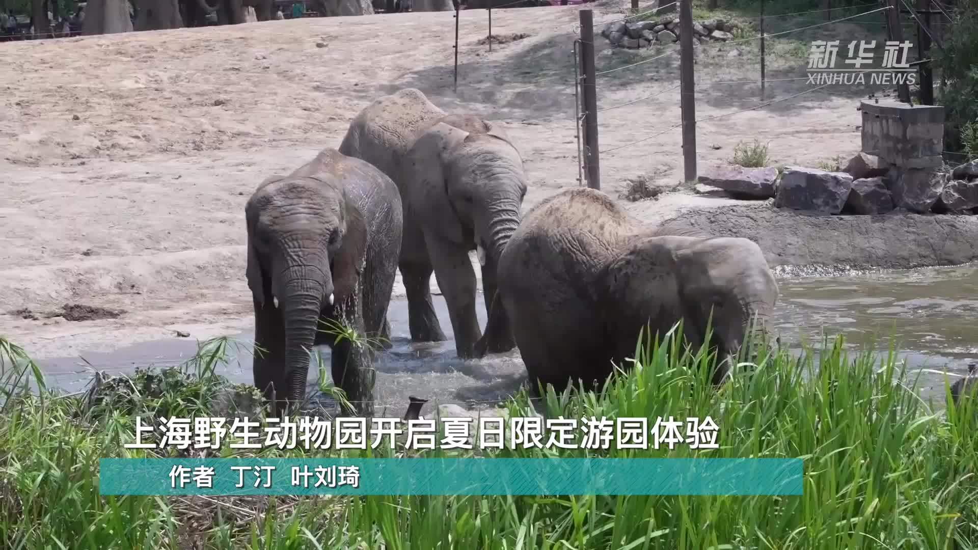上海野生动物园开启夏日限定游园体验