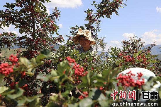 民众采摘花椒　刘玉玺　摄