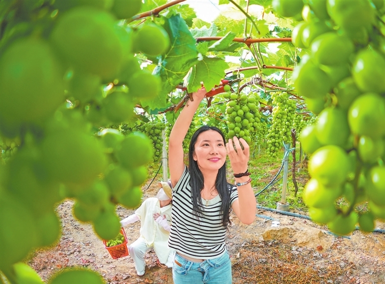 7月9日，德安县河东乡现代农业产业园，游客正在采摘葡萄。　　特约通讯员 李 军摄