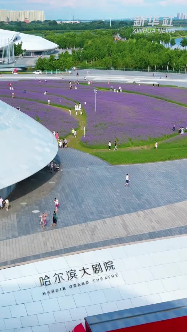 哈尔滨：紫色花海浪漫绽放