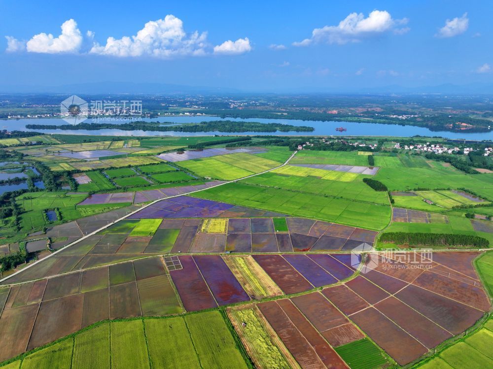 7月14日，江西省吉安市泰和县沿溪镇仓岭村，夏日田园美如画。