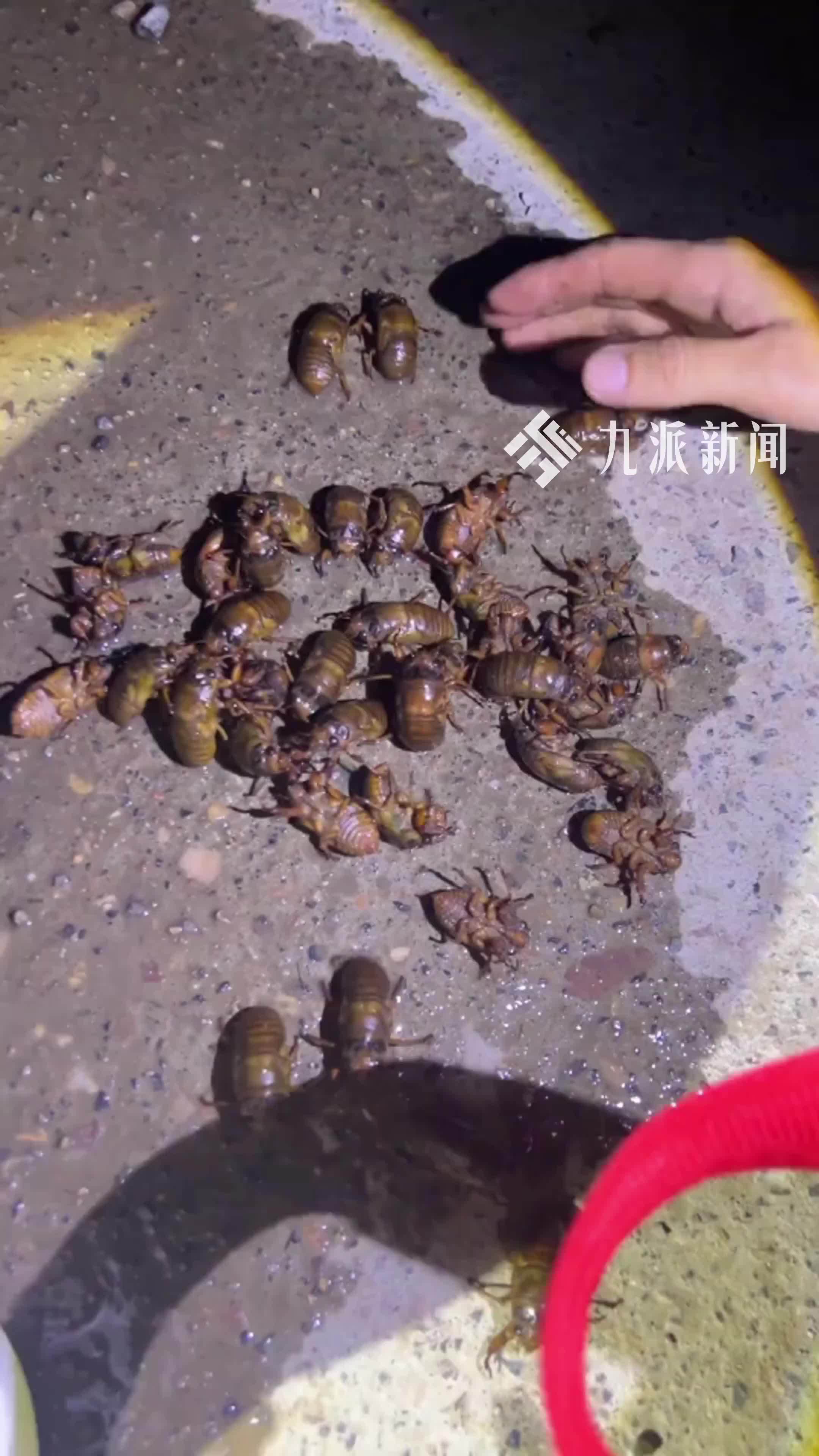 1元/只的“知了猴”，有人一晚上抓了600多只