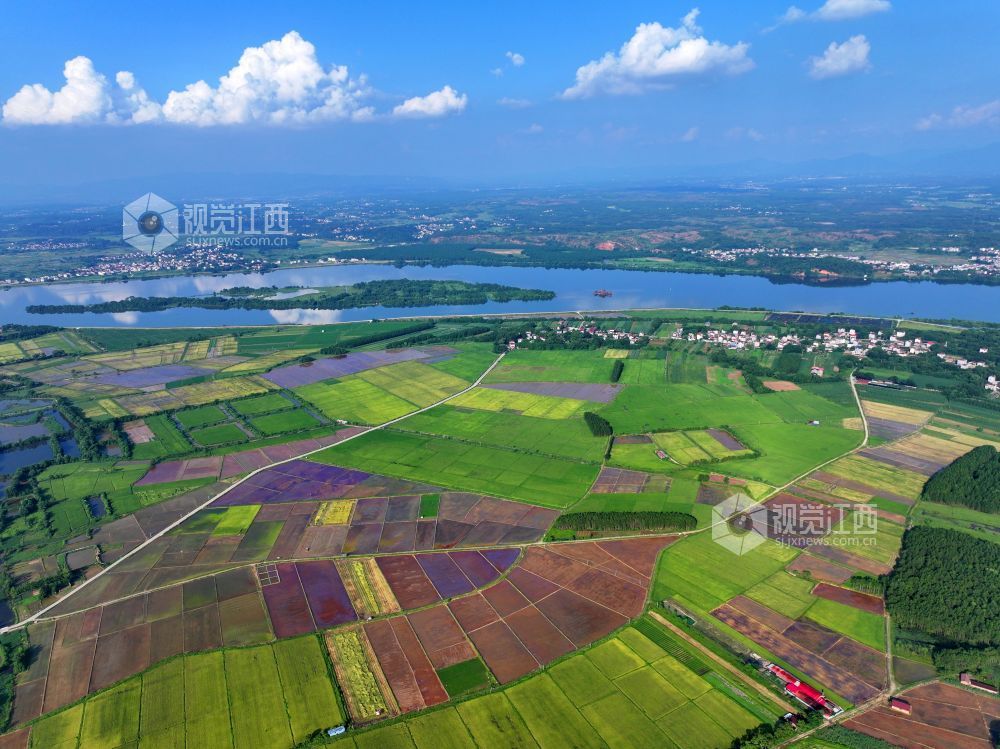 7月14日，江西省吉安市泰和县沿溪镇仓岭村，夏日田园美如画。