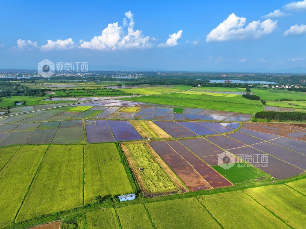 7月14日，江西省吉安市泰和县沿溪镇仓岭村，夏日田园美如画。