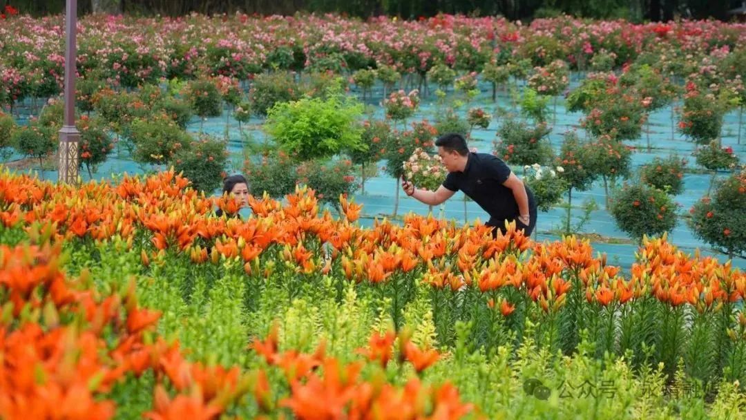 永靖黄河花堤