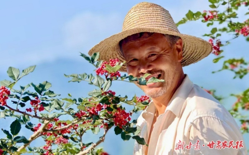 两当椒红满山坡