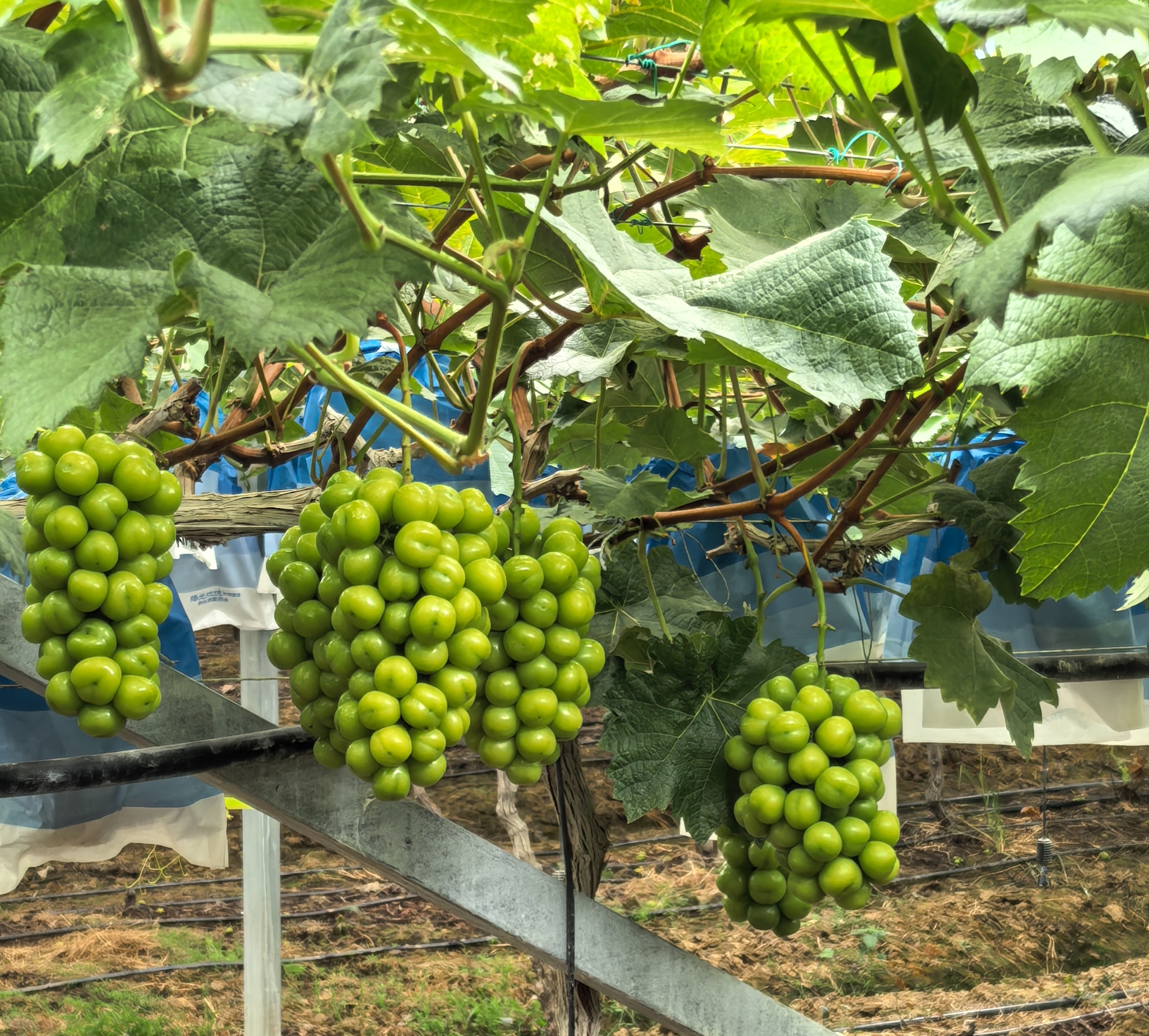 澧县智慧葡萄园内的葡萄