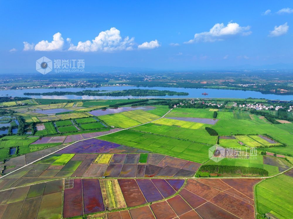 7月14日，江西省吉安市泰和县沿溪镇仓岭村，夏日田园美如画。
