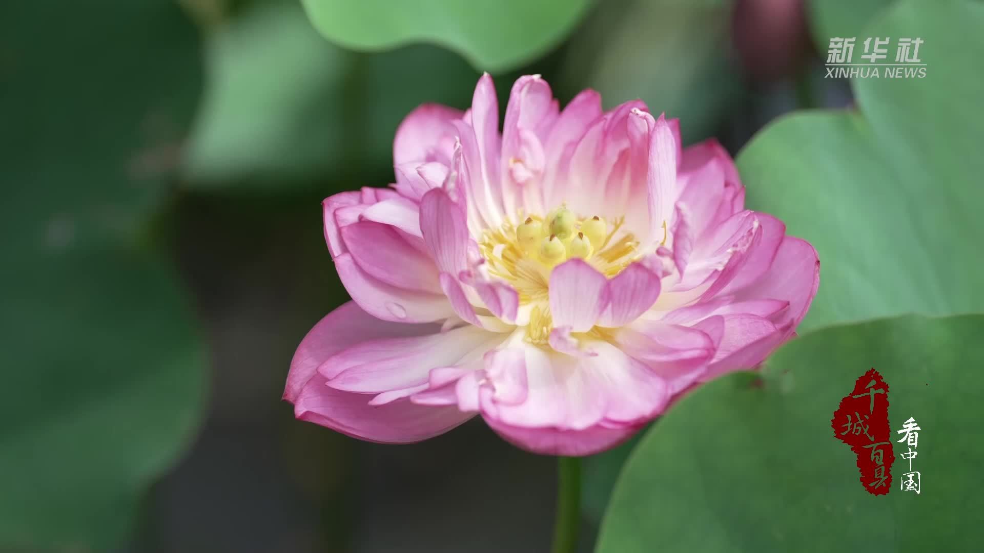 千城百县看中国｜广东广州：荷花盛开惹人醉