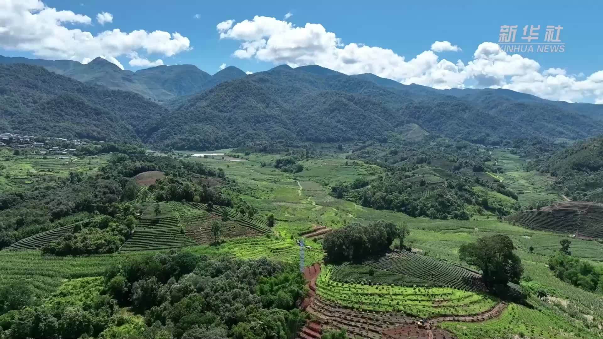 云南江城：亚洲象组团觅食 小象嬉戏萌态十足