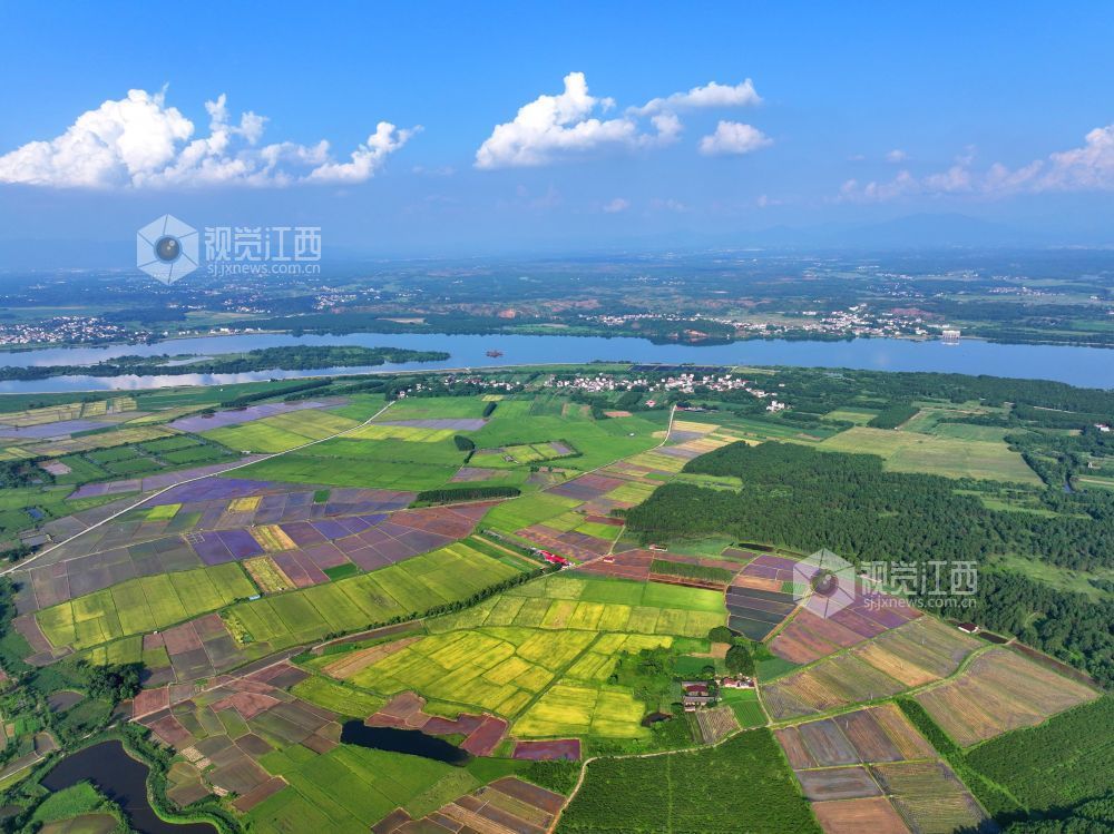 7月14日，江西省吉安市泰和县沿溪镇仓岭村，夏日田园美如画。