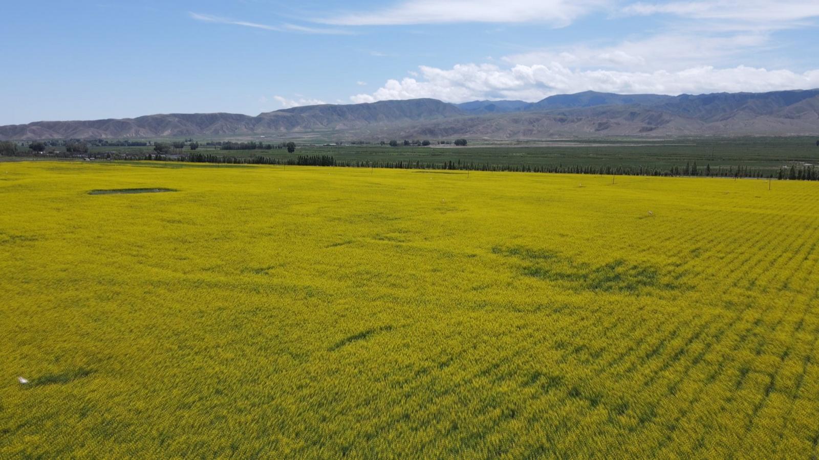 永昌油菜花海“醉”美绽放　金色画卷引客来