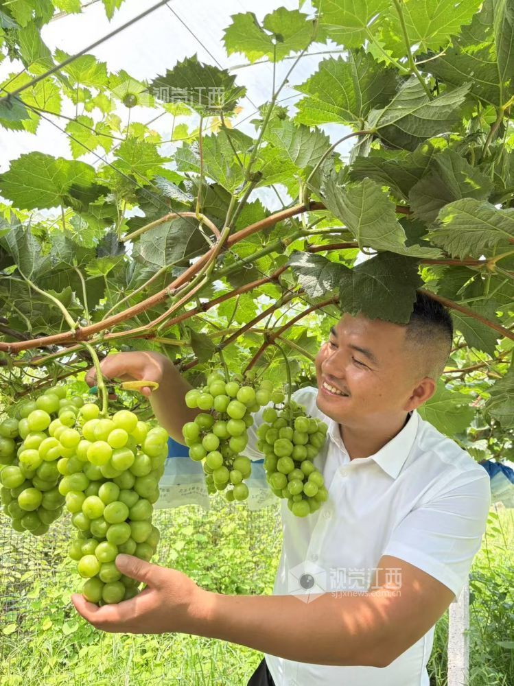 2025年7月15日，在江西省吉安市万安县潞田镇读堂村葡萄园，农民在采摘葡萄。