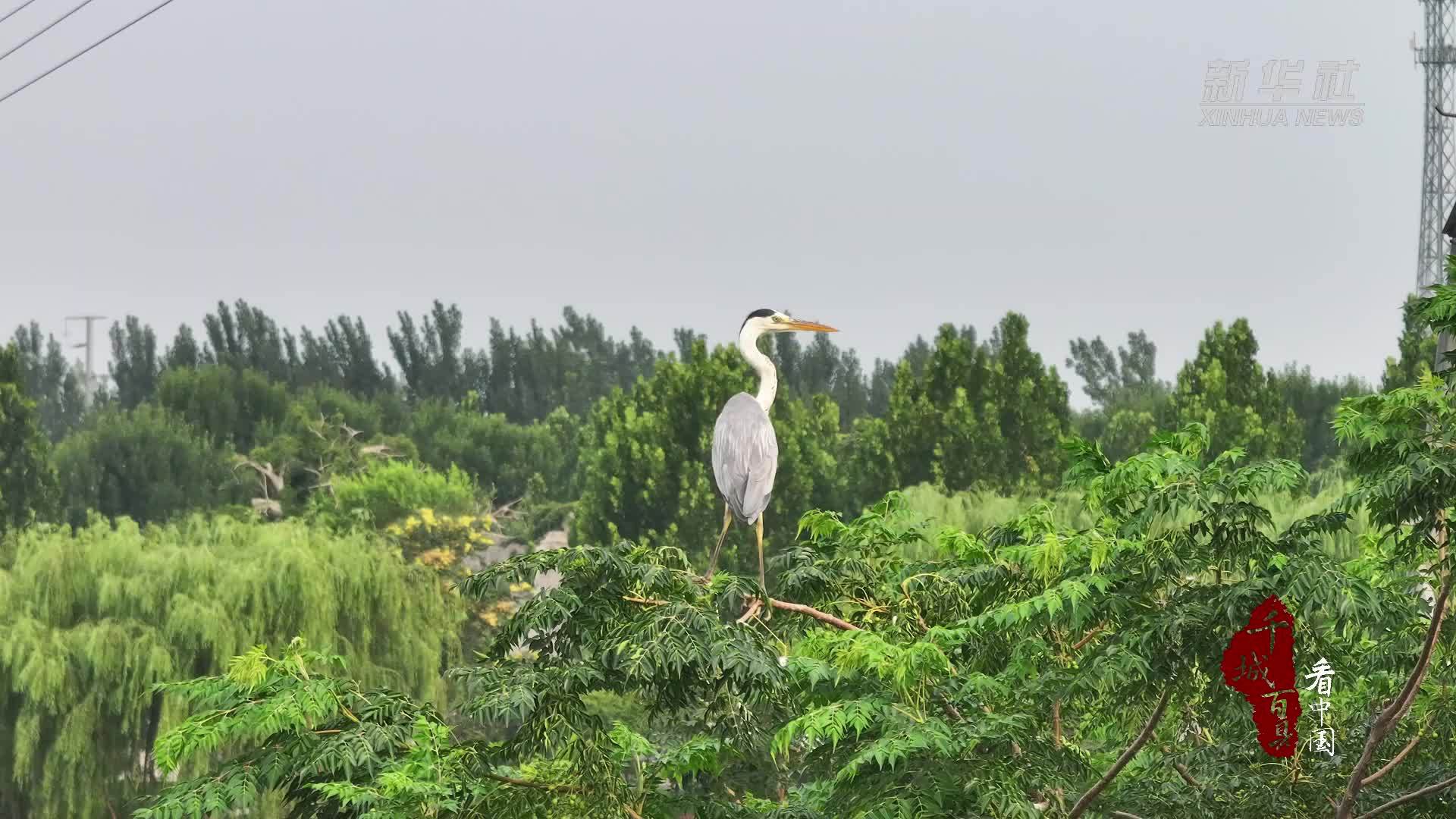 千城百县看中国｜河北大名：鹭影翩跹奏响生态之歌