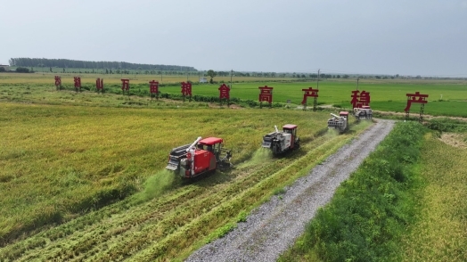 庐山市推进早稻机械化收割