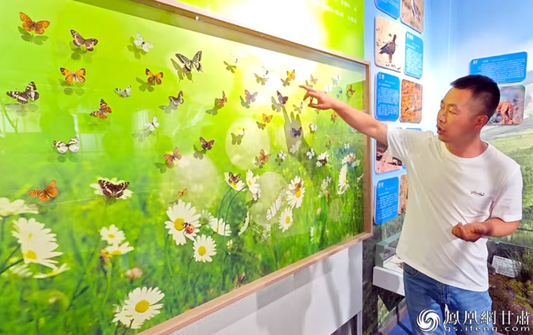 寺沟管护站收藏有祁连山独有的蝴蝶标本，令研学者大开眼界。