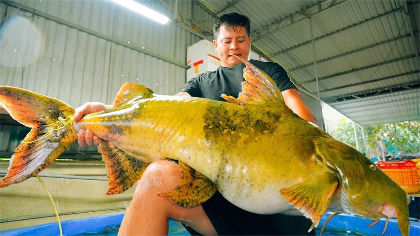 50斤的面瓜鱼，看越南人怎么杀了吃，切开里面的肉全是金黄色的