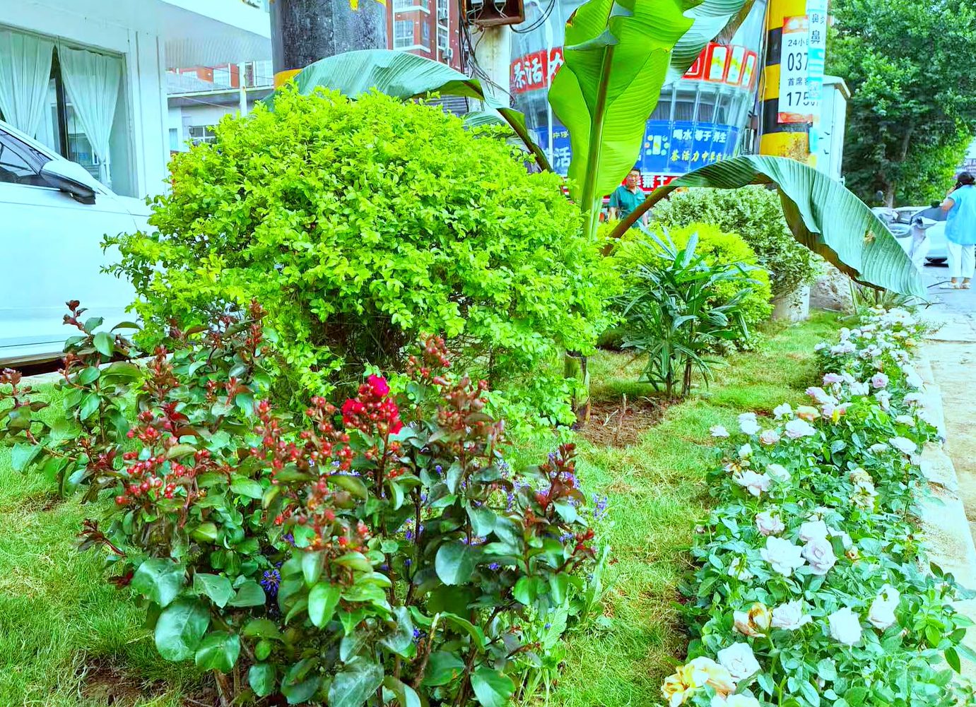 柘城县老城：转角邂逅“花境” 烟火里藏着小确幸