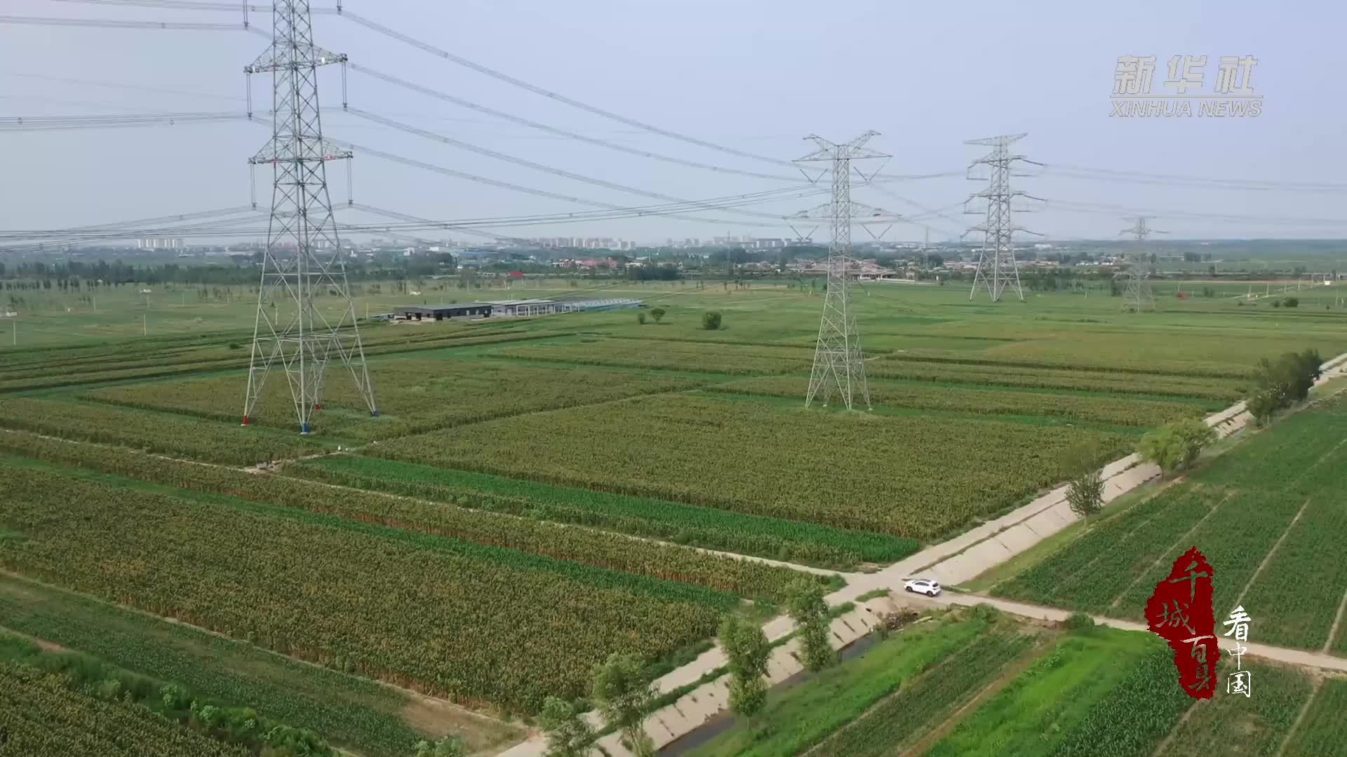 千城百县看中国｜河北新河：鲜食玉米喜丰收