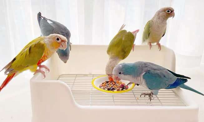 (*种子粮深受鸟宝们喜爱)