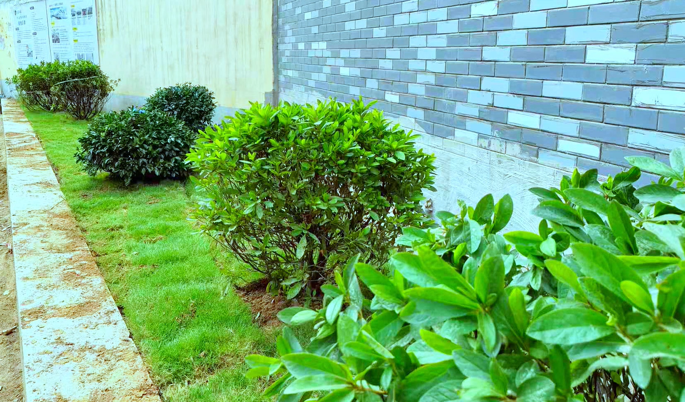 柘城县老城：转角邂逅“花境” 烟火里藏着小确幸