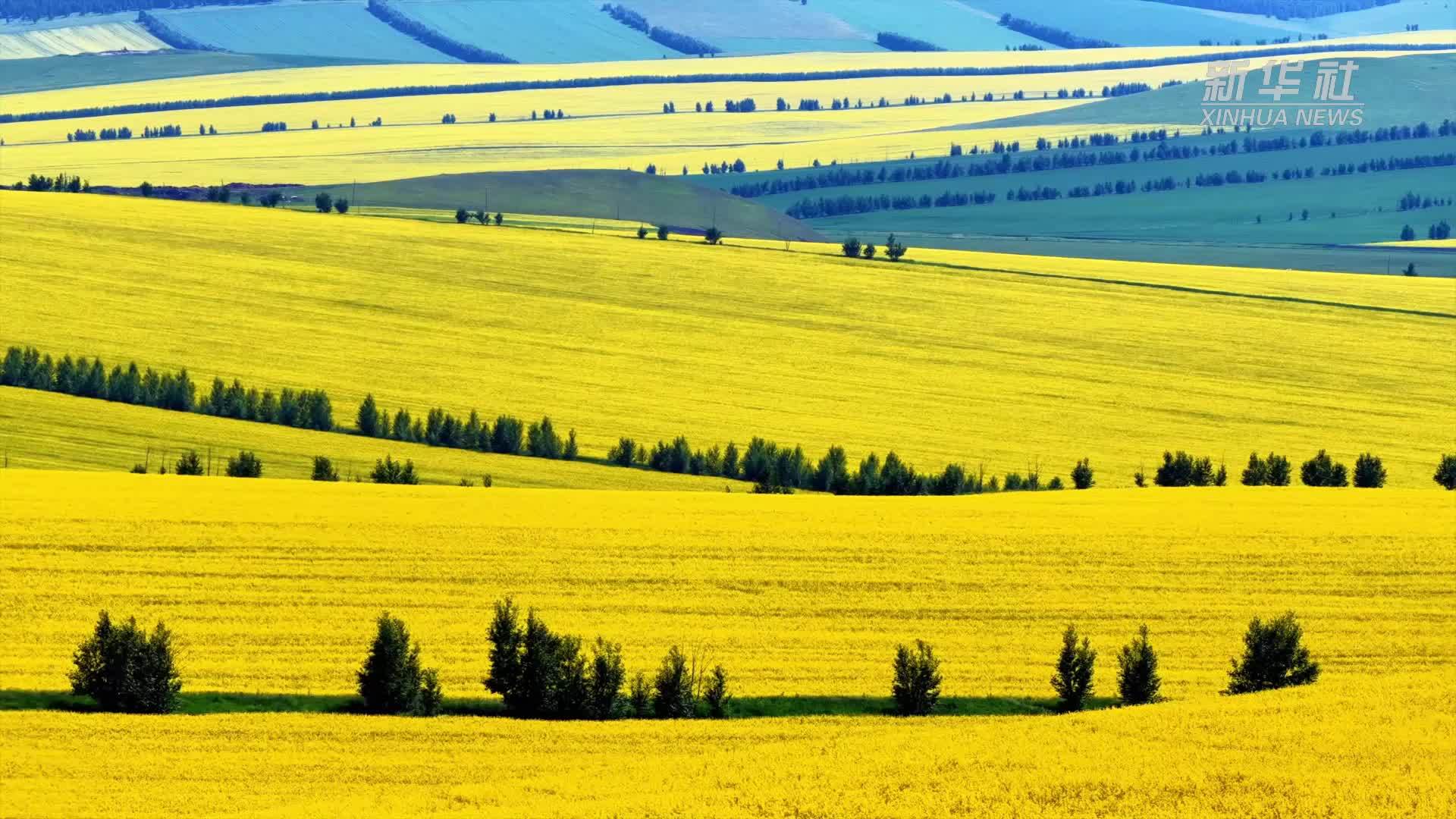 千城胜景｜走进额尔古纳油菜花海
