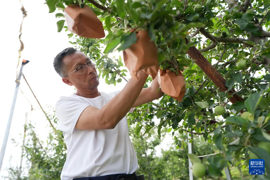 6月10日，果农曹谢虎在位于陕西省渭南市白水县林皋镇的果园里给苹果套袋。新华社记者 李一博 摄