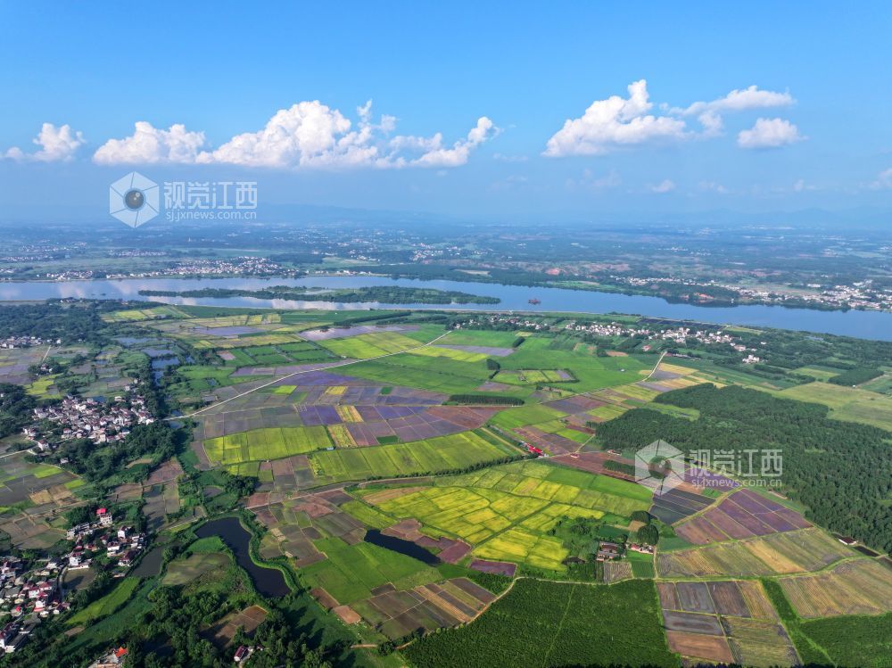 7月14日，江西省吉安市泰和县沿溪镇仓岭村，夏日田园美如画。