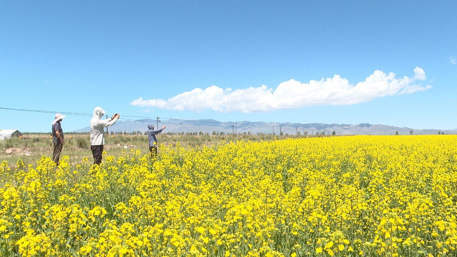 永昌油菜花海“醉”美绽放　金色画卷引客来