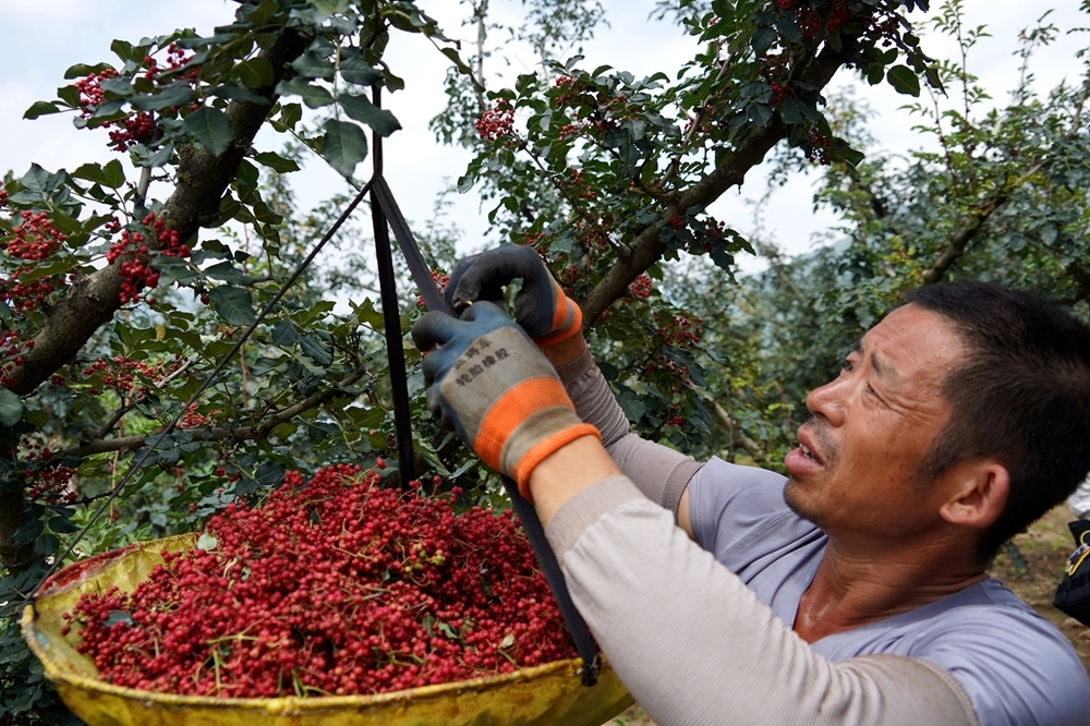 宝鸡市陈仓区召开林业产业高质量发展大会