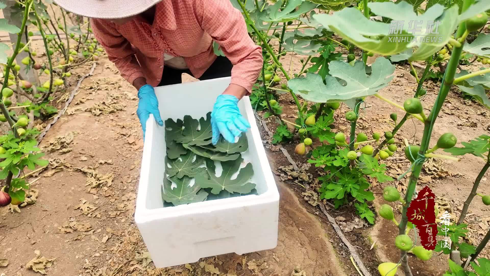 千城百县看中国｜山东广饶：无花果丰收 铺就“甜蜜”致富路