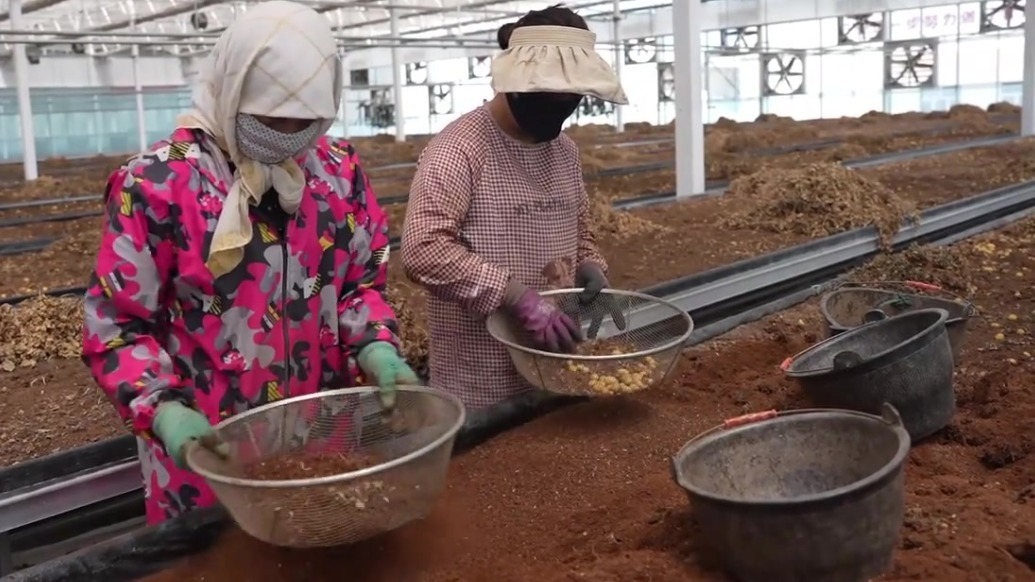 谁说土豆土！甘肃定西土豆颠覆你的认知