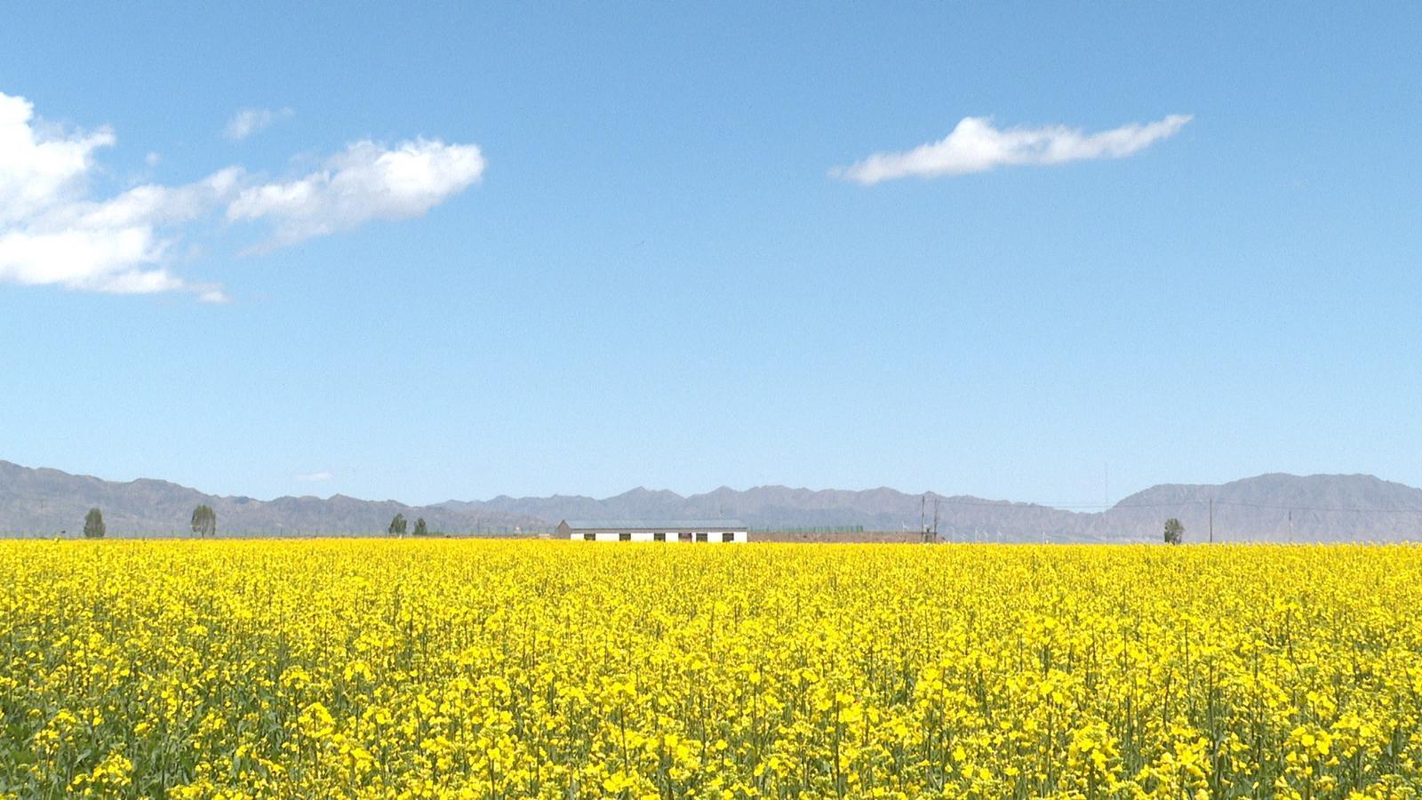 永昌油菜花海“醉”美绽放　金色画卷引客来
