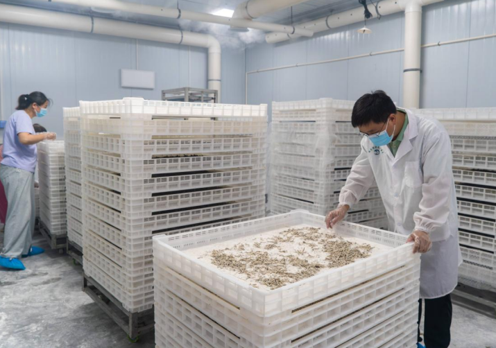 不喂桑叶喂“饲料”睢宁“蚕桑小镇”创新养殖新模式