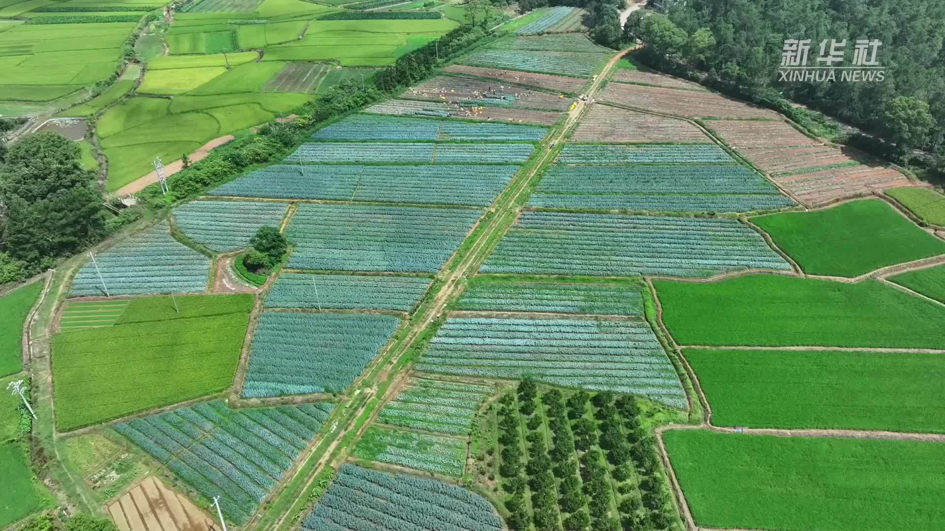 江西泰和：地里“土百合”成村民致富“金疙瘩”